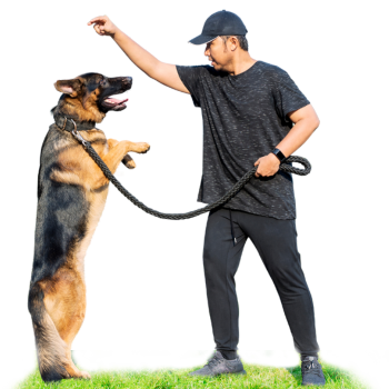 Dog Training